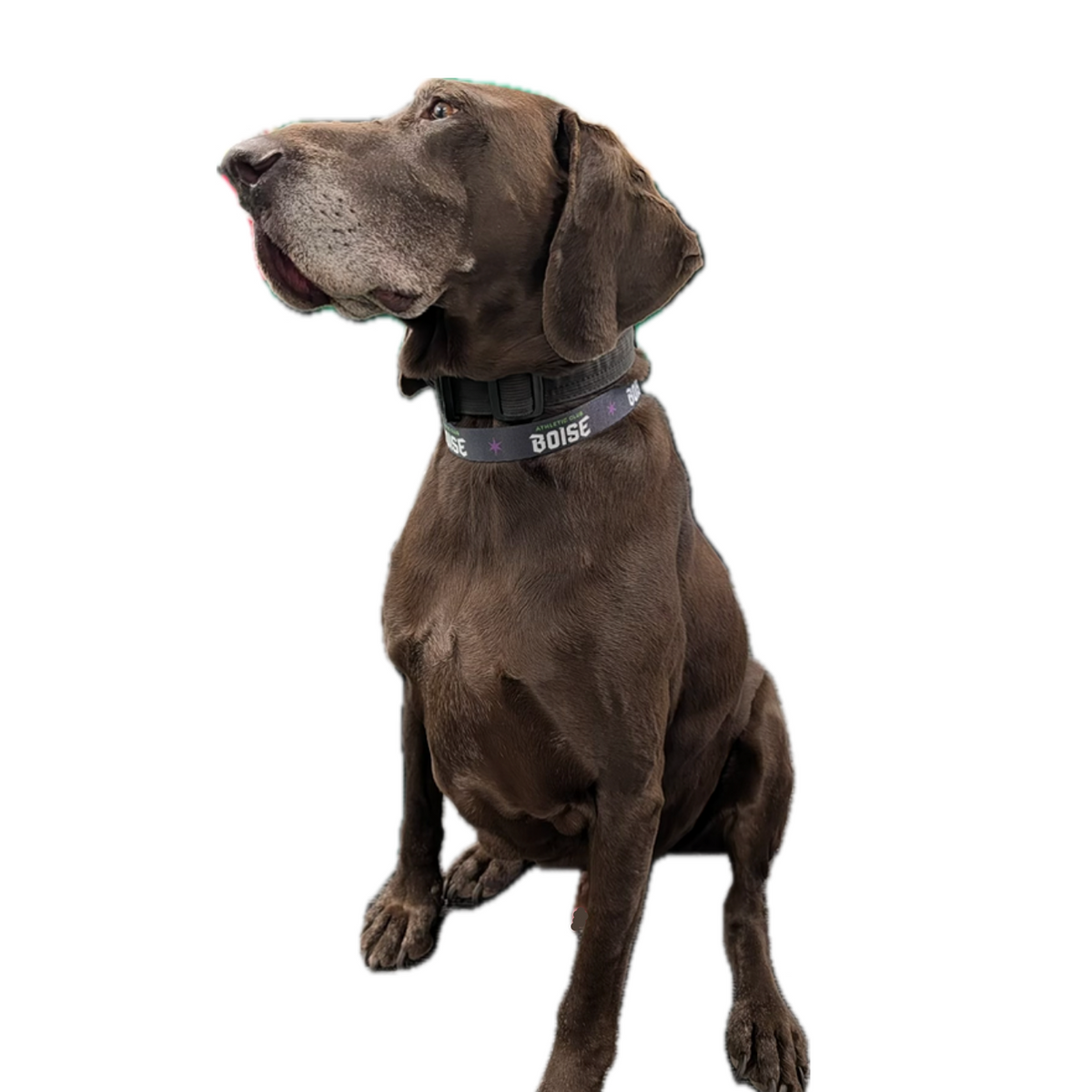 Dog wearing a collar on a white background